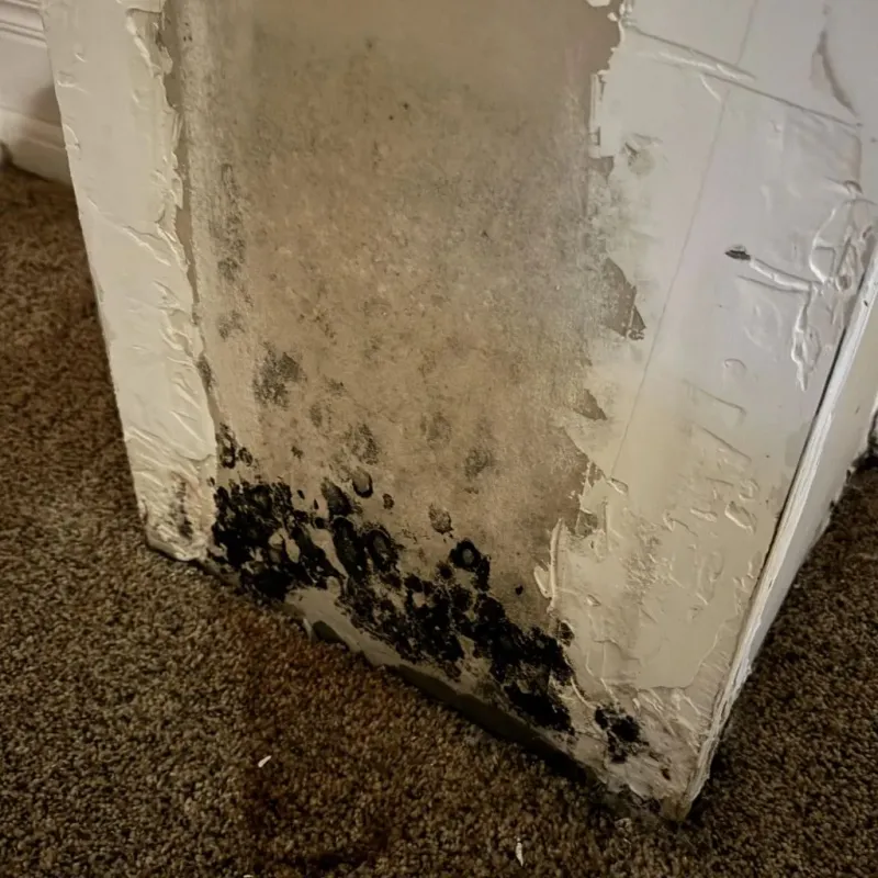 Professional Mold Removal in Otterbein, IN